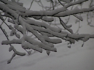 Schnee auf Baum